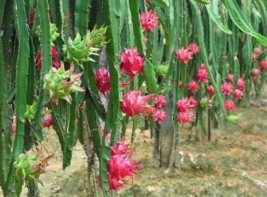 火龙果的营养成分为什么那么高,火龙果营养成分表100g