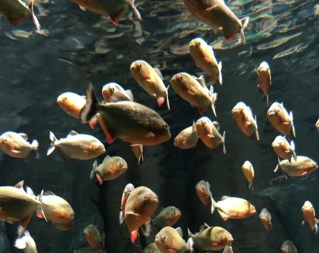 真实食人鱼会吃人吗,南美食人鱼咬断小孩手指