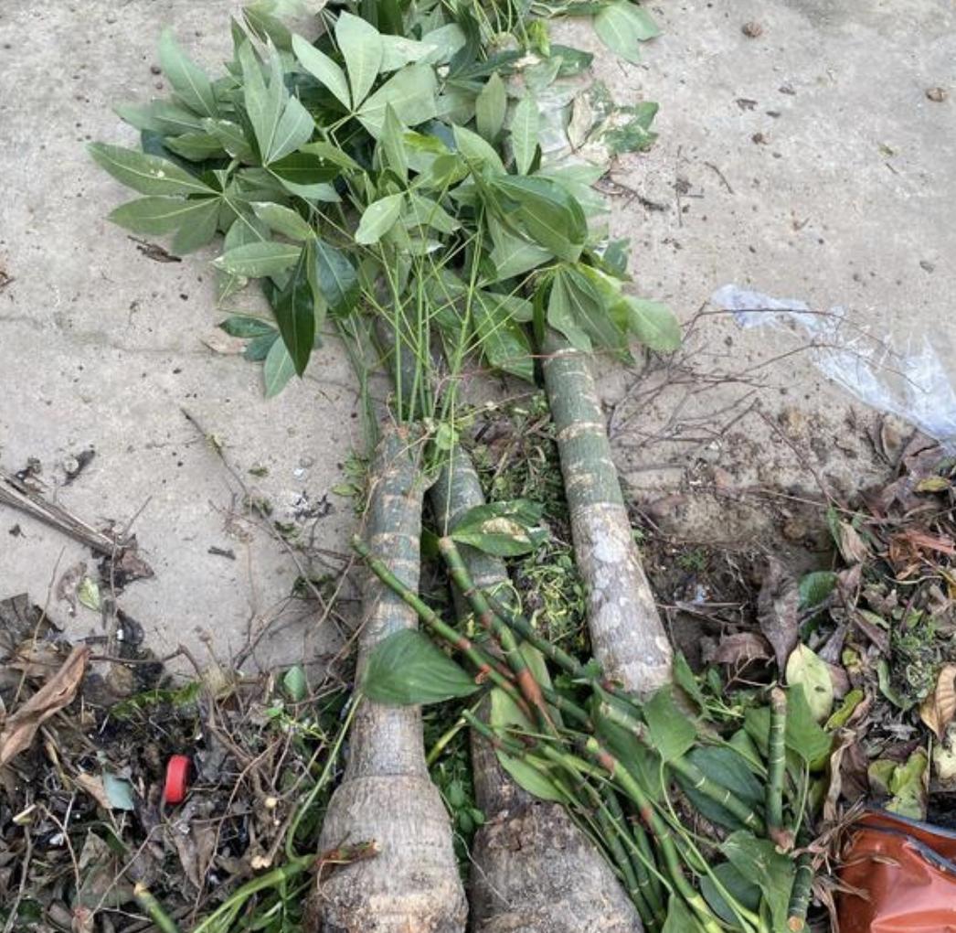 家里养哪种树比较好养,最适合家里养的5种树