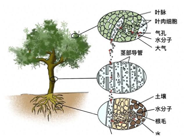 美、英等200余名专家“齐聚”，这一首届国际大会召开，阵容强大
