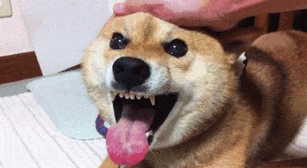 路上遇到恶犬咬自家狗怎么办,遛狗遇到凶狗咬自己的狗怎么办