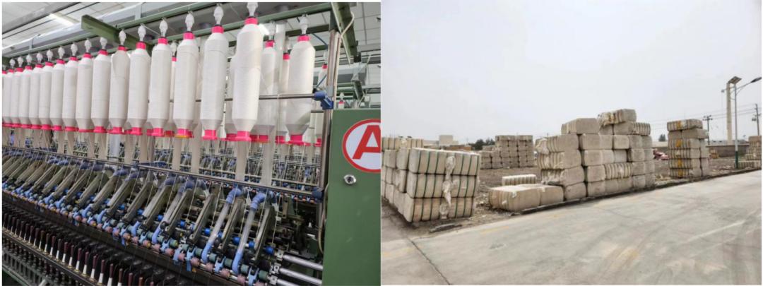 【调研】新年度*疆新**棉花种植情况如何？