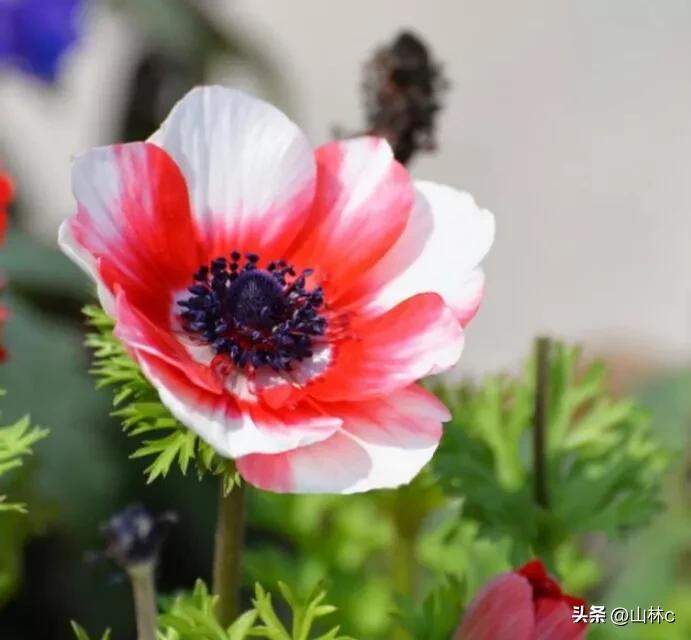 各种各样的鲜花尽情开放争芳斗艳,各种颜色的鲜花开得好美丽动人