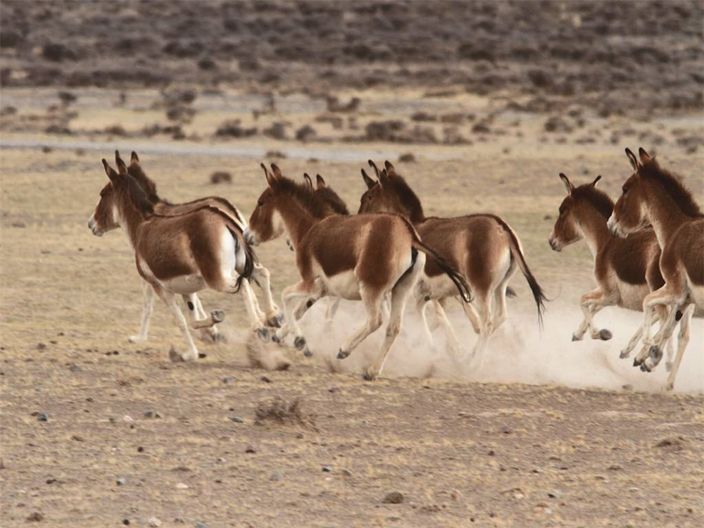 无人区被狼群追赶,无人区被狼跟踪