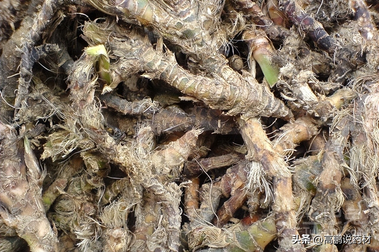 高鹏中药材最新消息,石菖蒲的市场预测