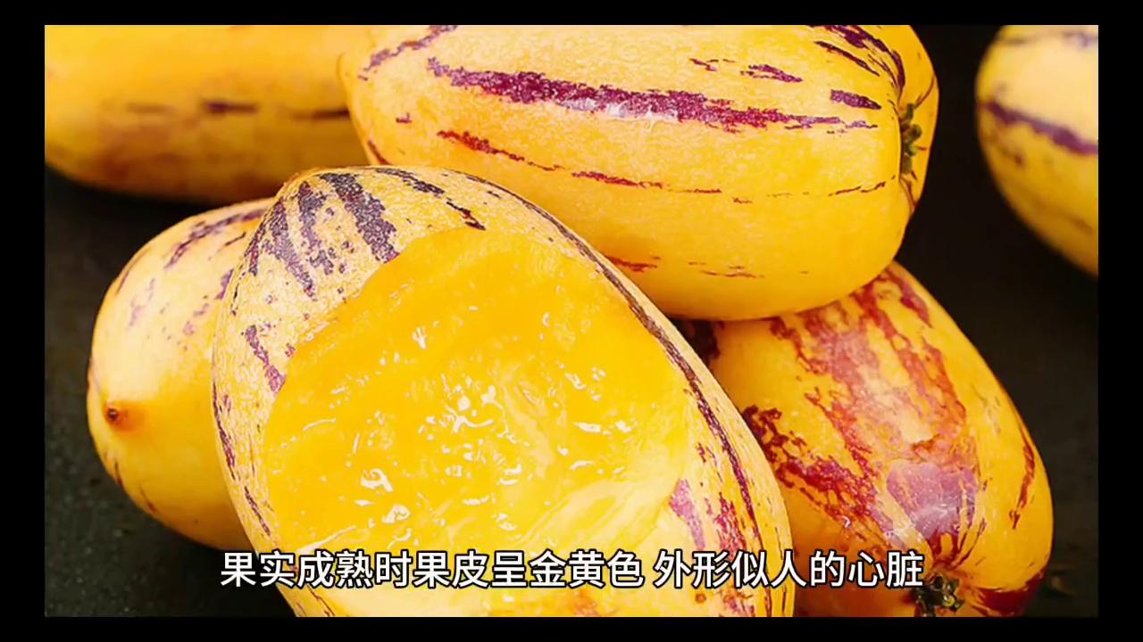 人参果怎么吃才正确,人参果正确吃法怎么吃才好