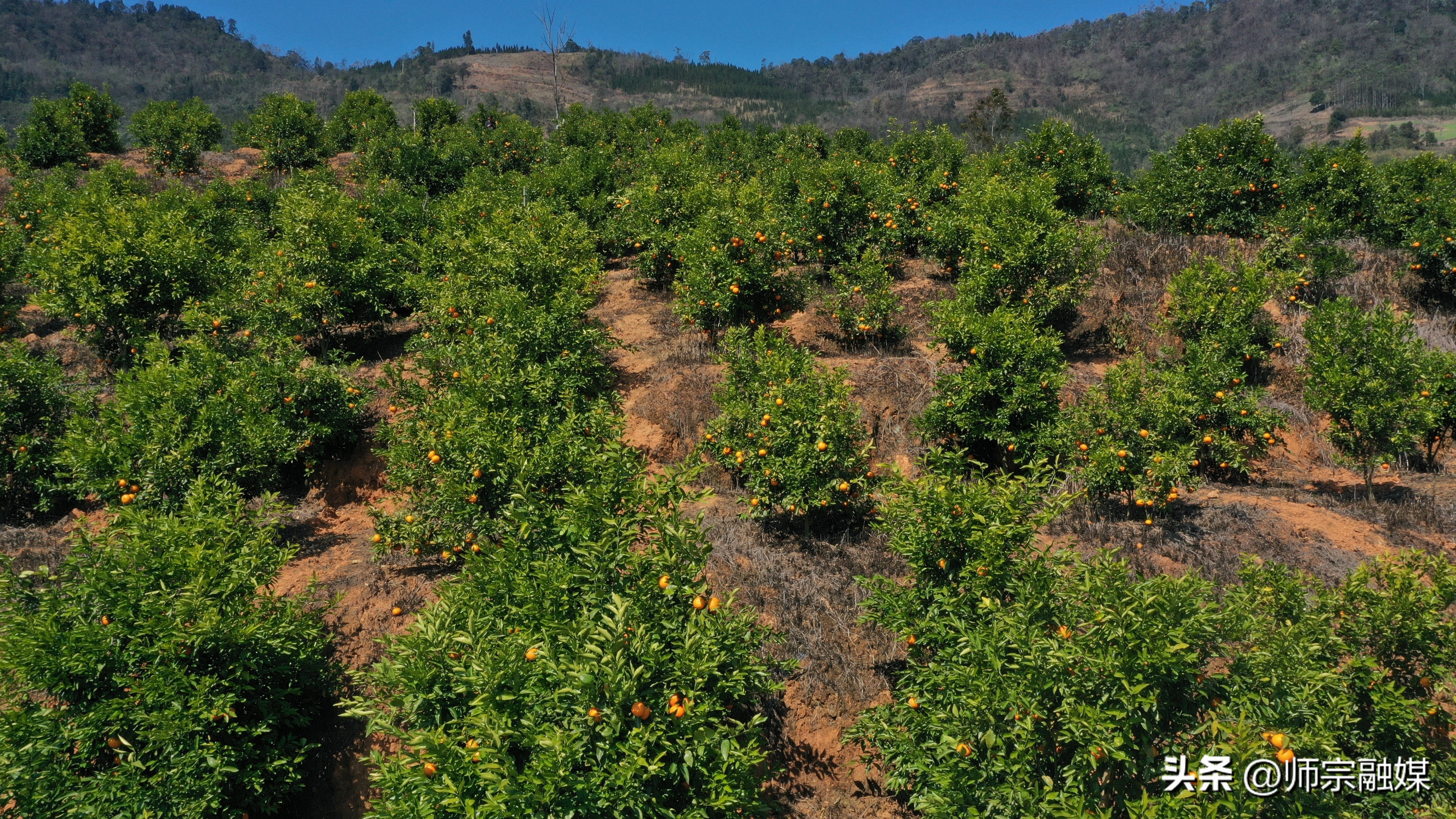 师宗县：“问计于山”石漠化治理凸显生态经济效益