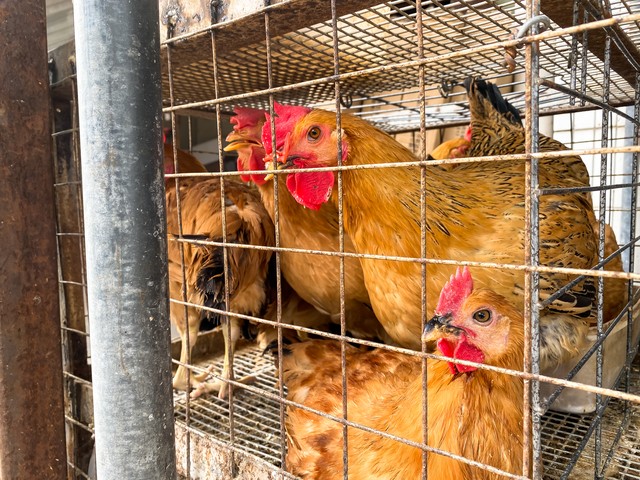 俗话说“家财万贯，带毛不算”，投资100万搞养殖，如今妻离子散