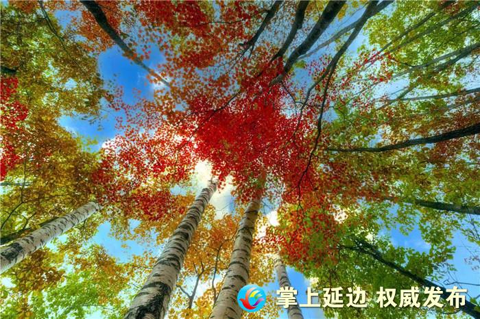 层林尽染色彩斑斓,层林尽染秋之韵图