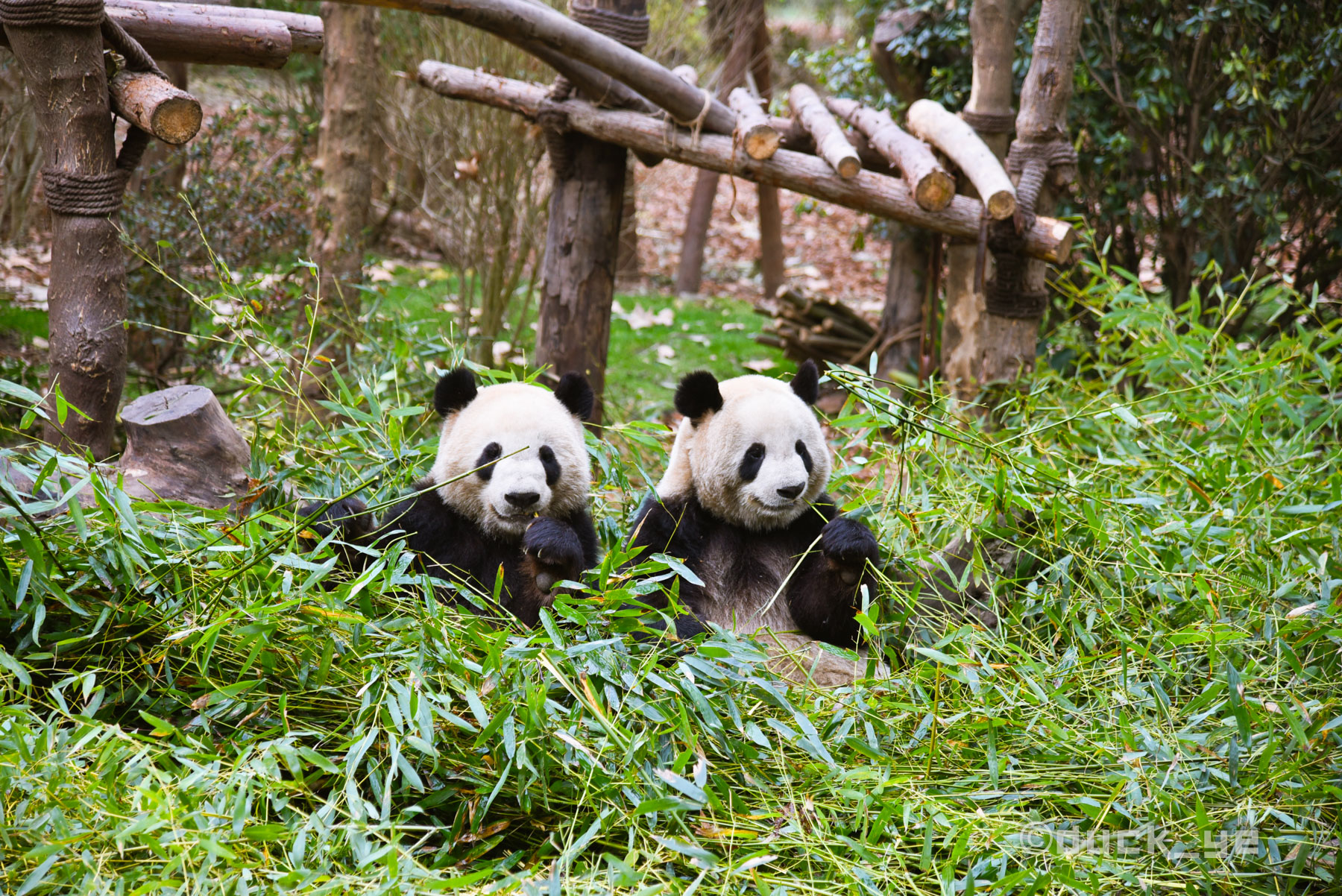 成都看熊猫去哪里最好,成都看熊猫去哪个地方最好