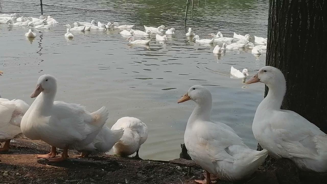 新手养鸡好还是养鸭好,新手养鸭