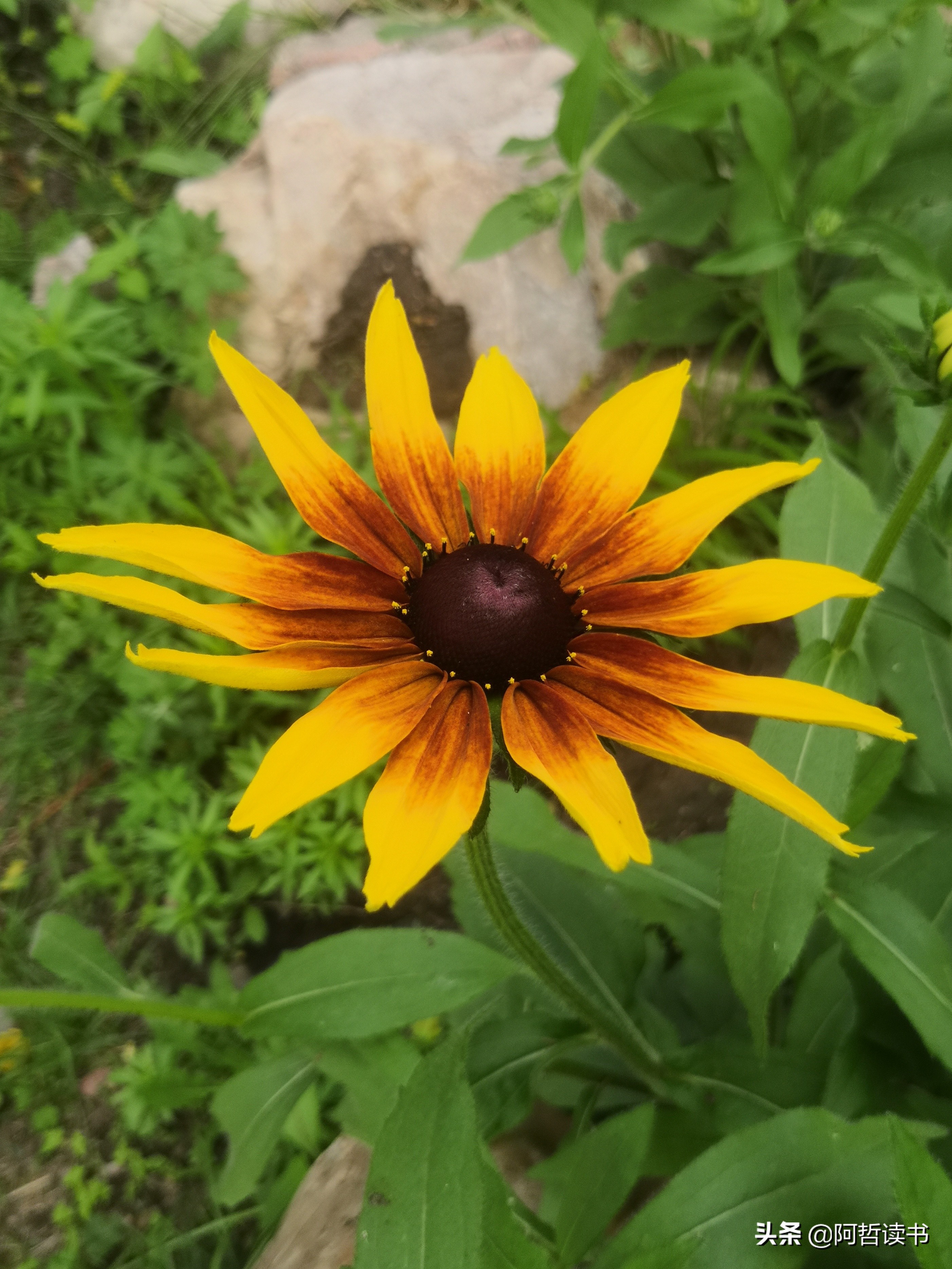 黑心金光菊：花名不雅，花姿灿烂，菊花里独特耀眼的一款