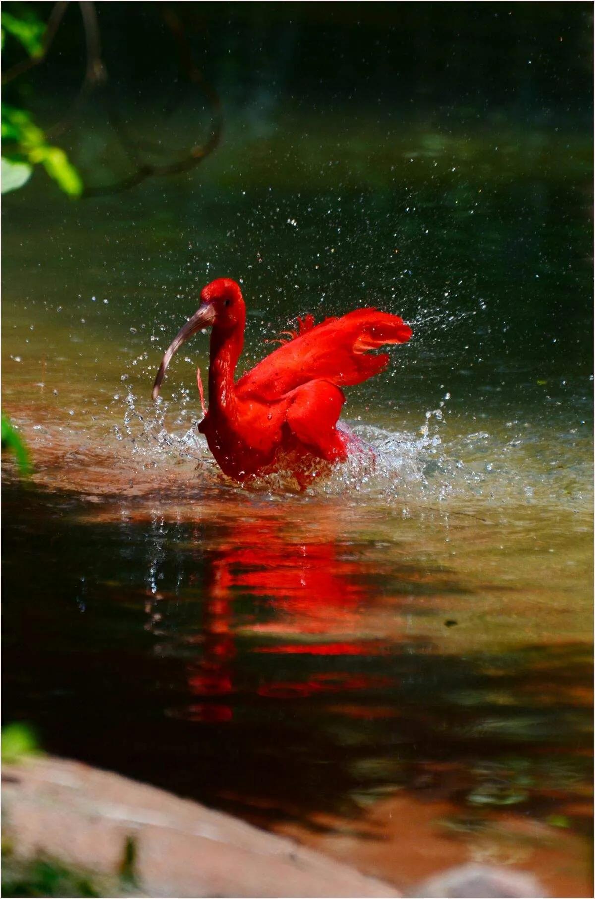 广州长隆野生动物园全部动物,广州长隆野生动物园所有动物介绍