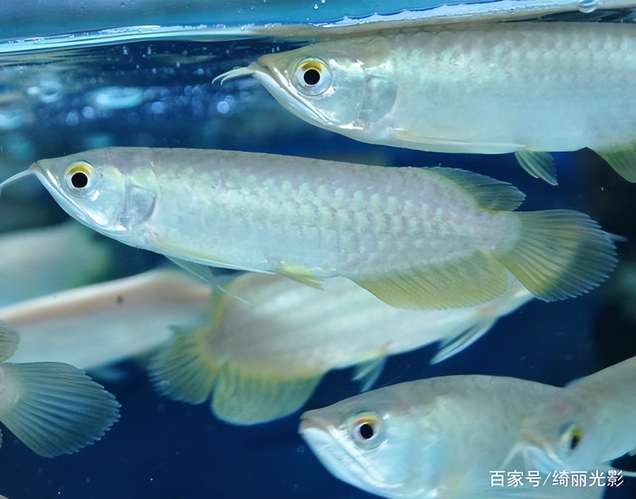 青龙鱼挑选方法,青龙鱼什么样的