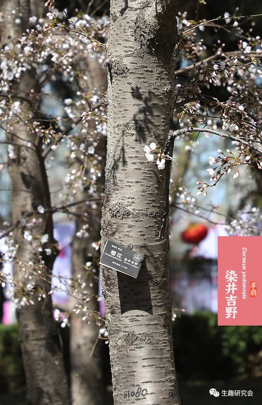 九种春花辨别,常见春花极简识别法