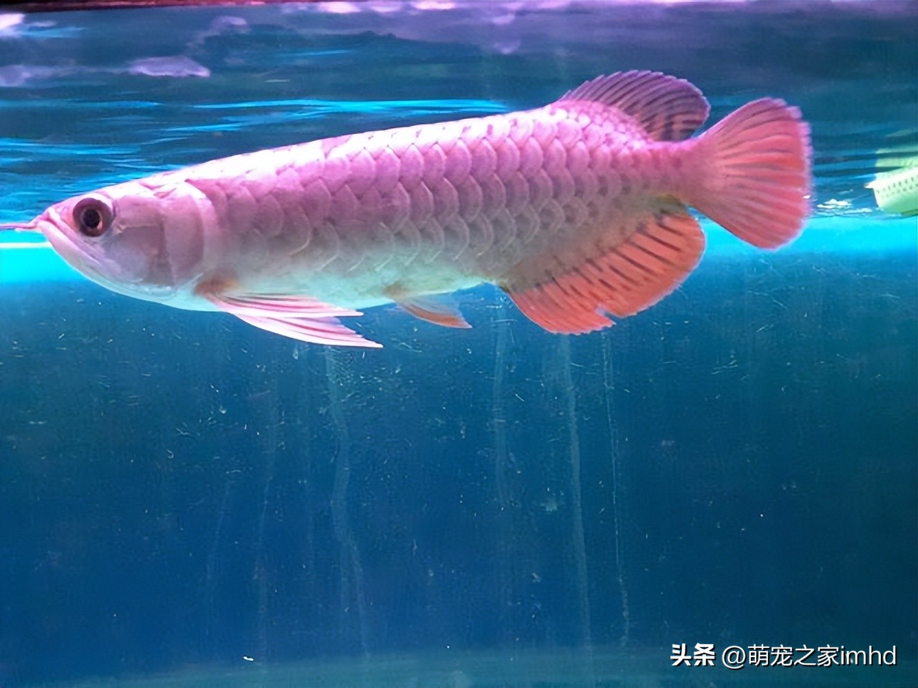 一条龙鱼多少钱,鱼主否认龙鱼卖价108万