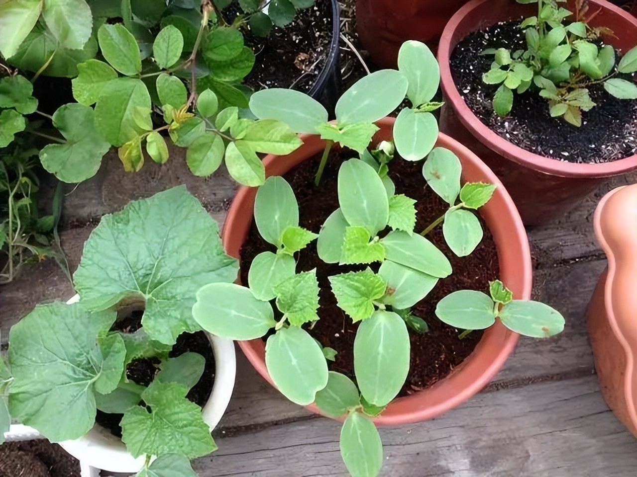 种的小黄瓜长势喜人,家庭观赏可爱小黄瓜种植