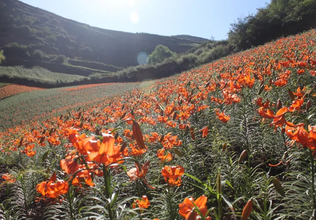 百合时蔬小炒,百合清炒鲈鱼