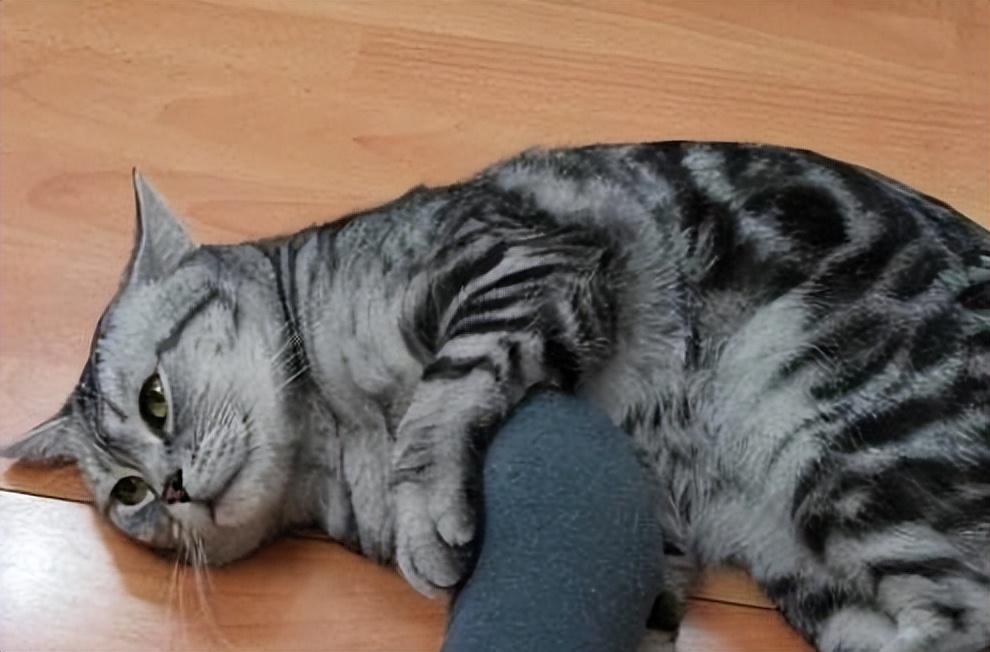 关于猫咪的31条“冷知识”，一半人都不知道