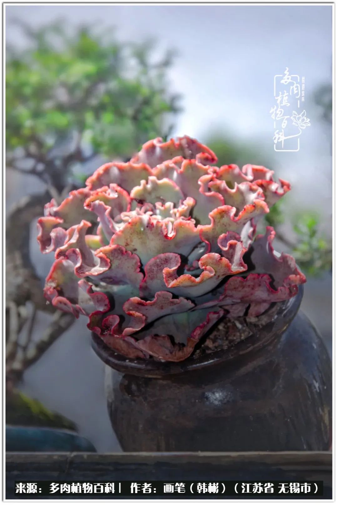 月满西楼别有一番滋味在心头,绿肥红瘦