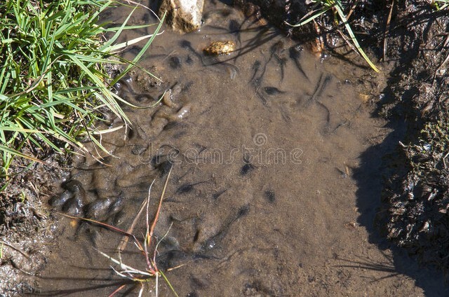 农村里哪里螃蟹最容易找,农村小河边挖螃蟹