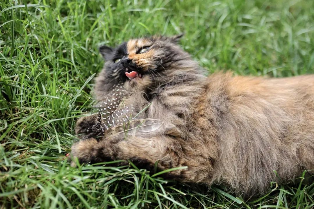 社恐小猫咪的安全感,社恐小猫咪为什么突然想出门了