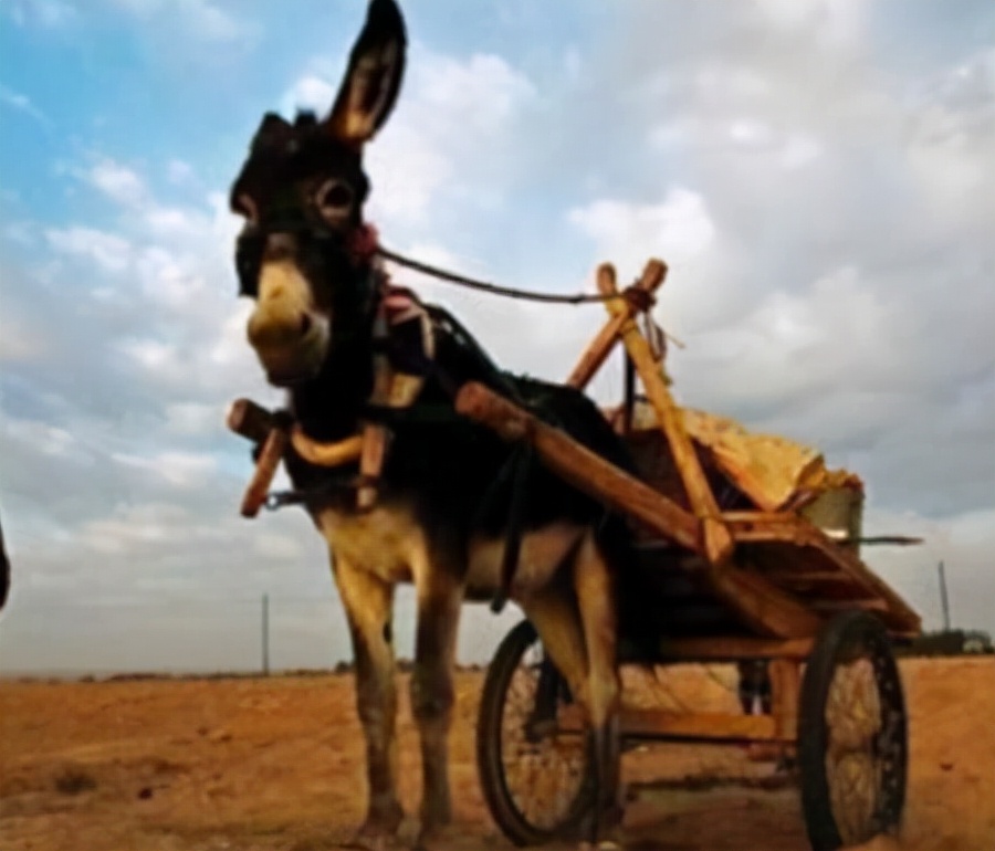 毛主席：驴先迈左脚还是右脚？卫立煌不解，听完主席解释恍然大悟