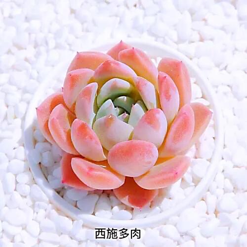 又美又仙的多肉,多肉植物100年的老桩奥普琳娜