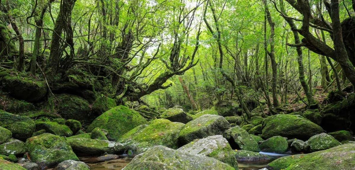 中庸智慧精华解析,中庸之道是先圣先贤的智慧结晶