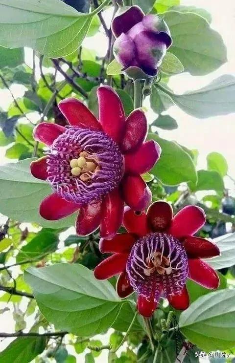 十大绝美花朵,绝美花朵视频