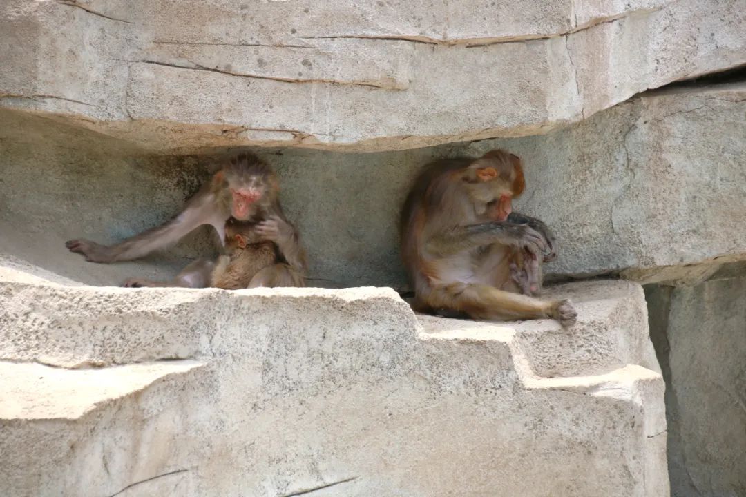 邢台动物园变大了没,淮安动物园开发时间