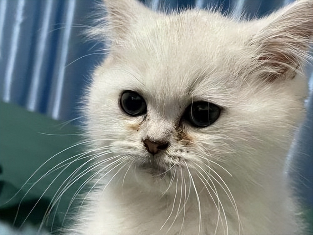 两个多月银渐层有泪痕正常吗,银渐层有耳螨泪痕严重怎么办