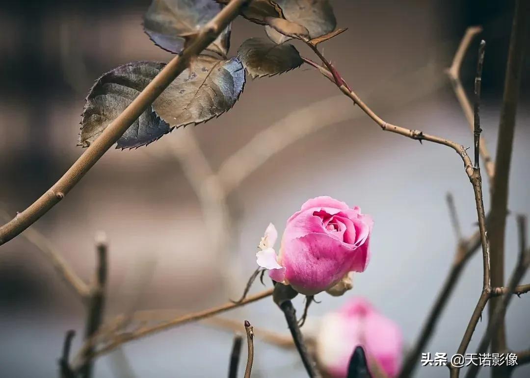 徕卡镜头到底有多牛,徕卡双a镜头怎么选择相机