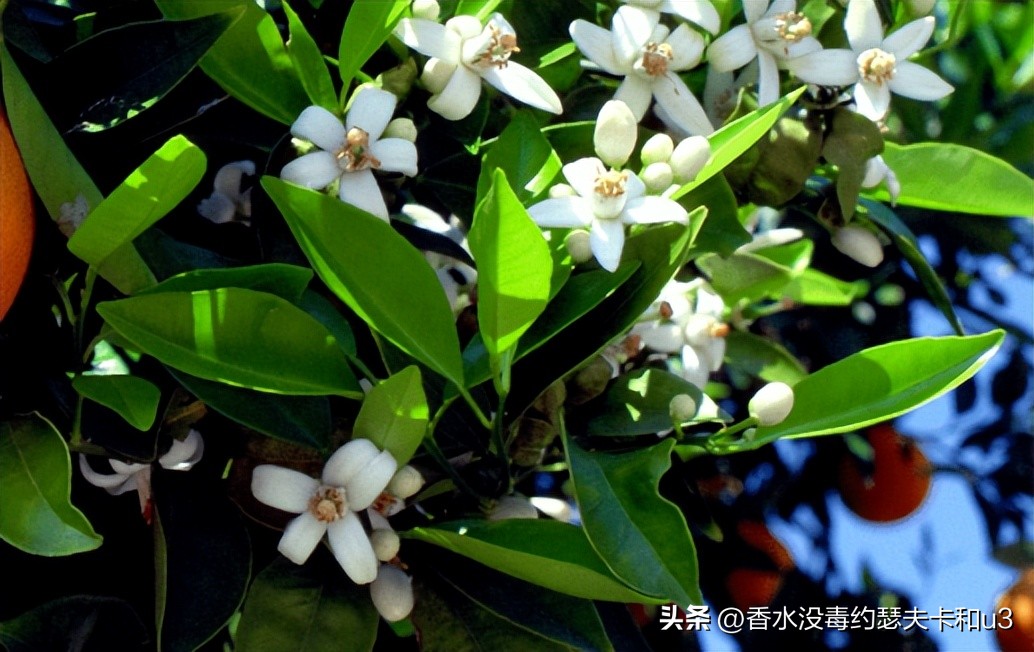 夏日香水,夏日香水有哪几种