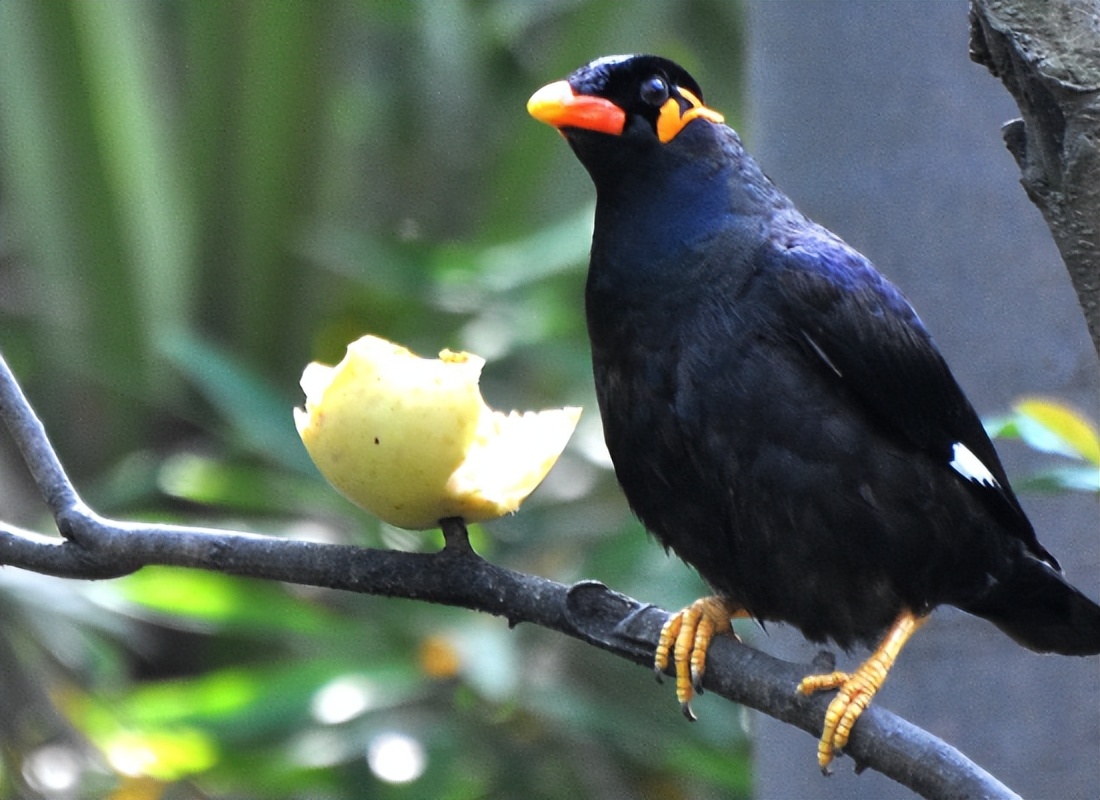 八哥鸟十大禁忌食物,八哥都可以吃什么