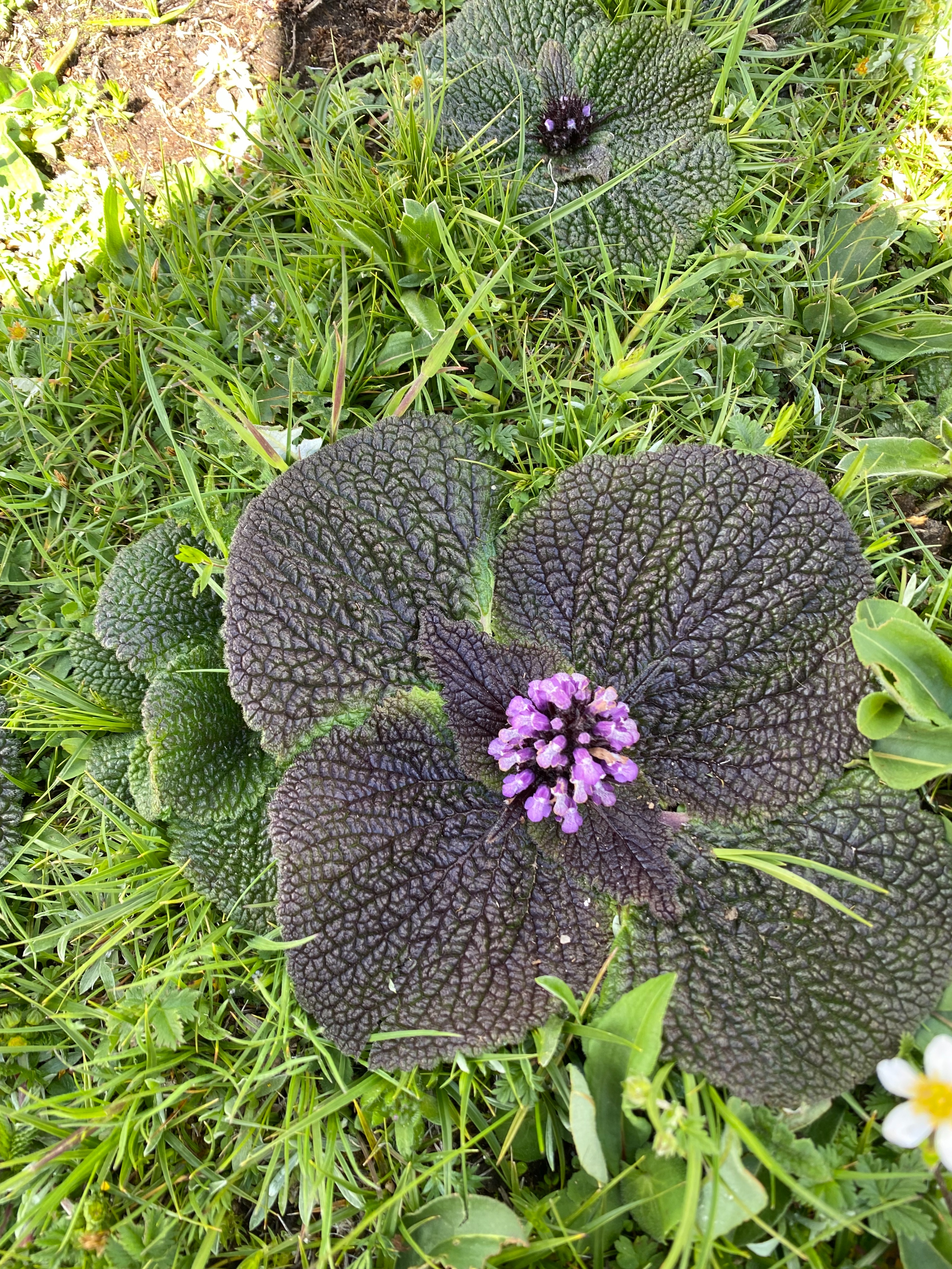 理塘格聂神山怎么走,理塘格聂神山故事