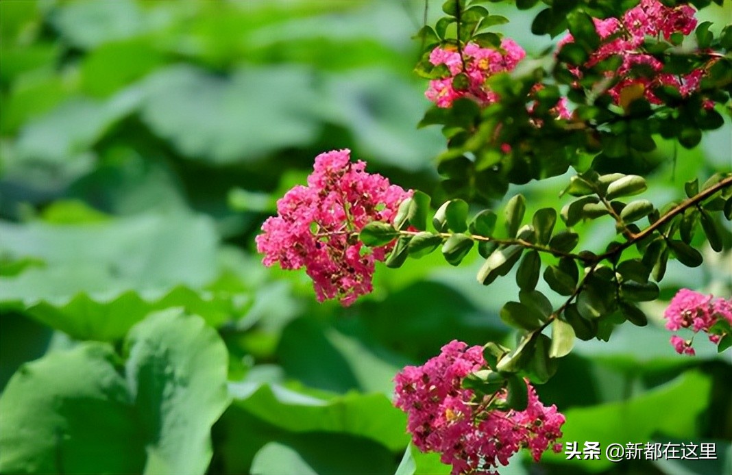 如果城市有颜色重庆,如果城市有颜色作文