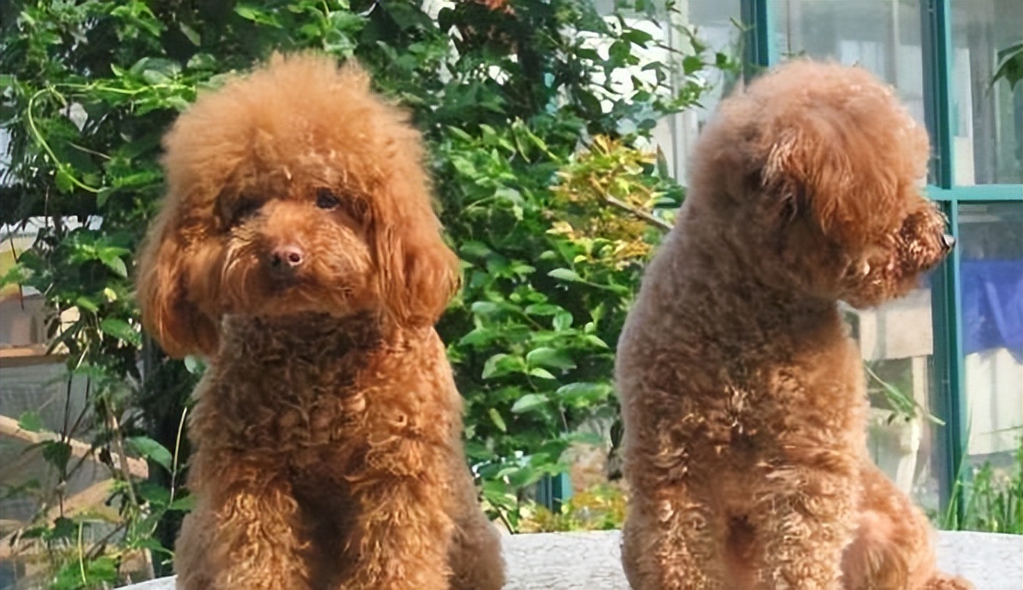 母泰迪好养还是公泰迪好养,公泰迪跟母泰迪有什么区别