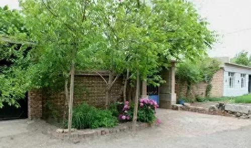 家里最幸福的风水树排名,家养幸福树寓意