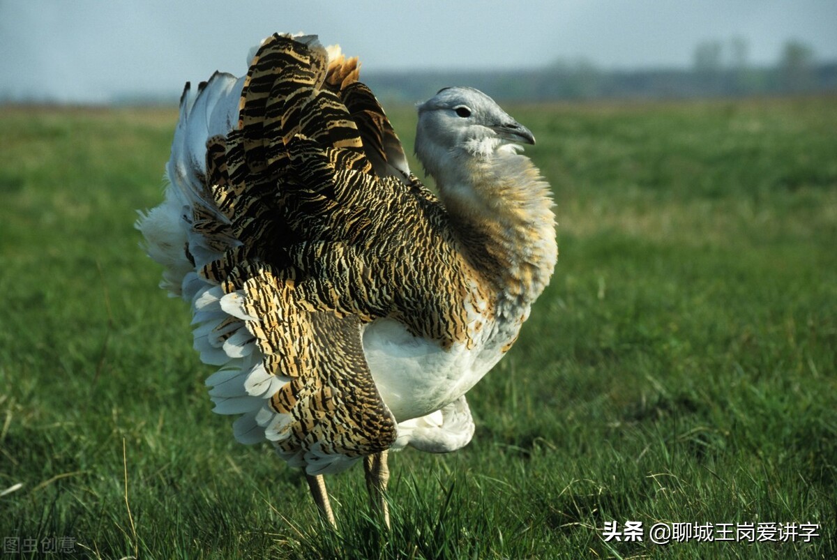 汉字“鸨”为什么与“*女妓**”扯上联系？它被黑惨了