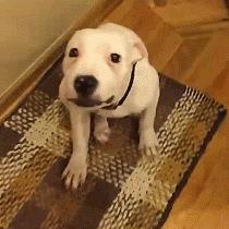 狗狗开始厌食是怎么了,狗狗厌食吃草