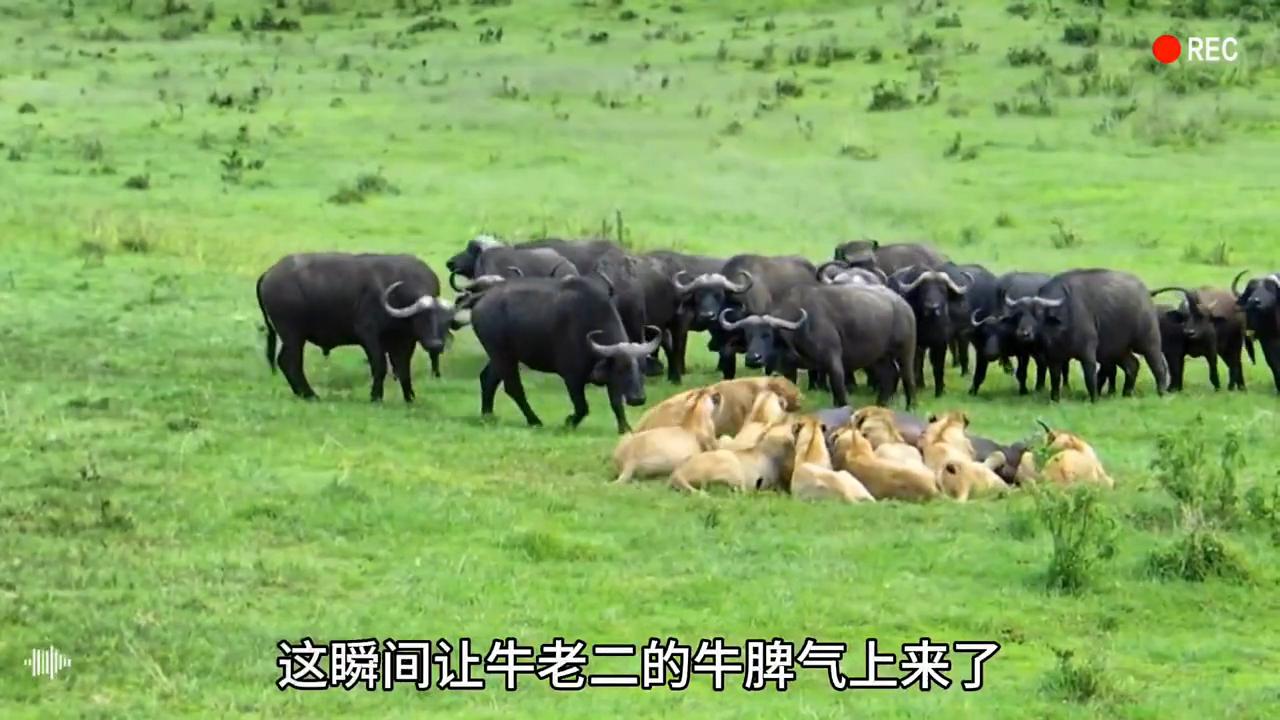 三只雄狮围攻落单水牛,狮群狩猎落单野牛