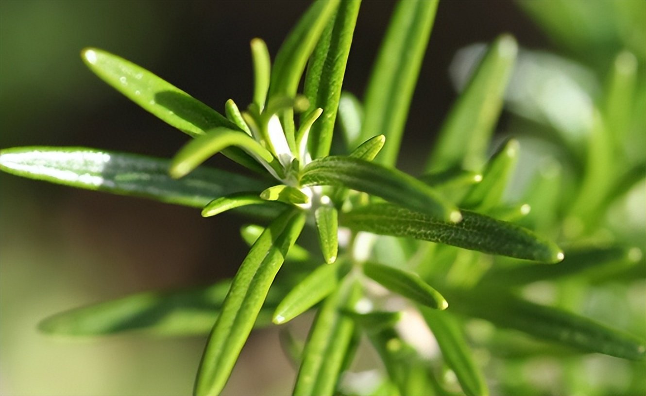 藿香正气水治中暑吗,藿香正气水除了治中暑还有哪些用