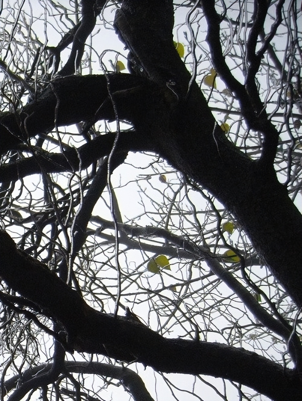 石门坎小学,石门坎部队医院