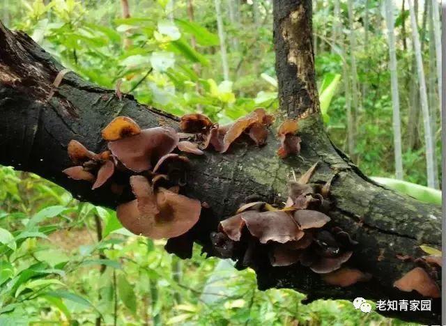 老知青讲北大荒艰苦生活的岁月,知青重返北大荒八五三农场