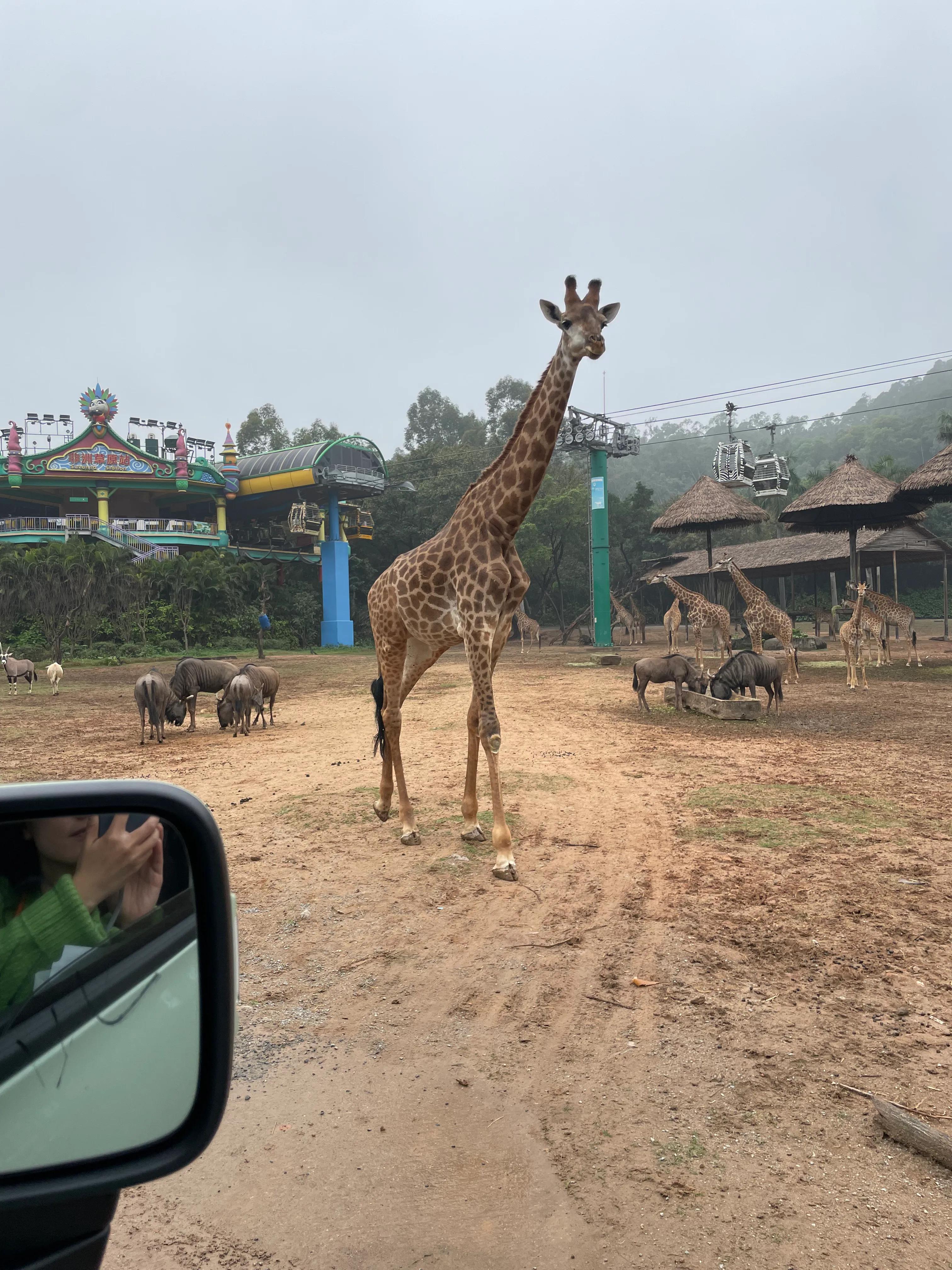 长隆野生动物园和珠海长隆海洋馆,珠海长隆海洋王国跟长隆动物园