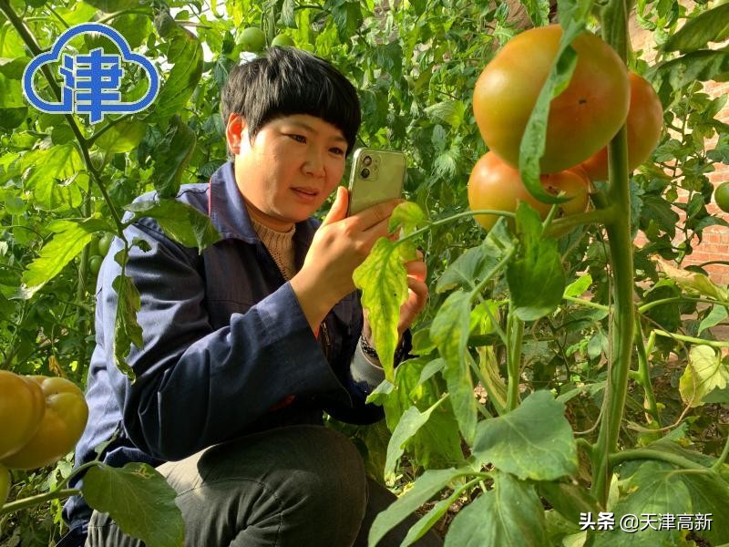 千问千寻大运河武清段,千问千寻大运河武清