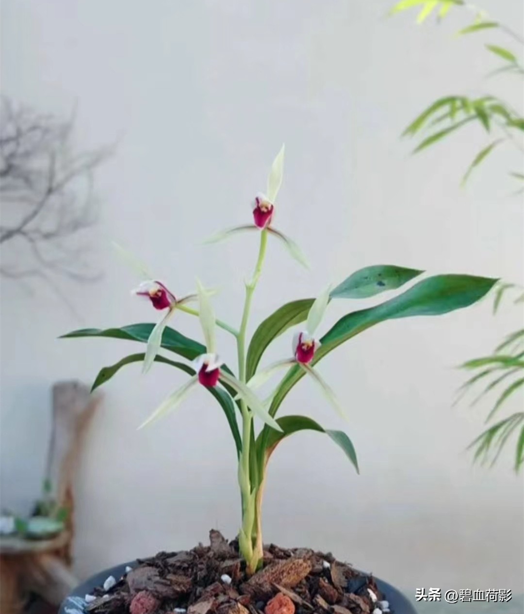 98年，男子88元购入一棵兰花，2023年他靠此花暴富，兰友：有眼光