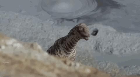 9.3涨到9.5，大神一出手，全网高潮！