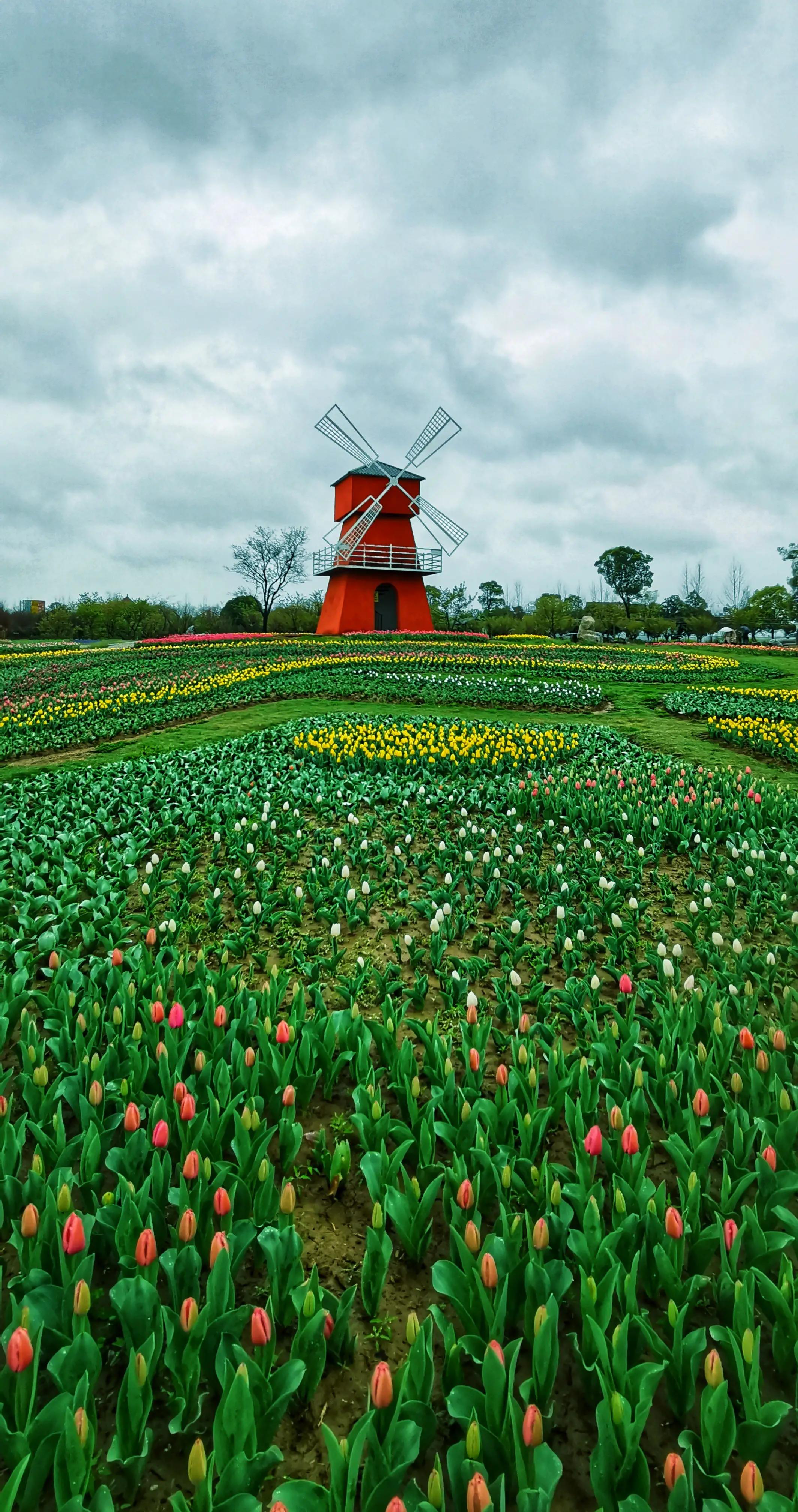 湖北宜昌花海赏花,枝江同心花海四月有什么花